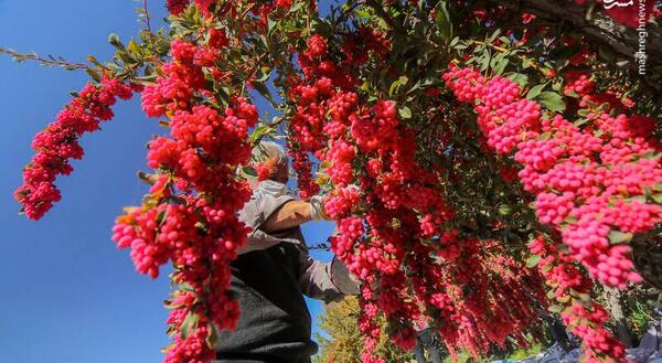 عکس زرشک کوهی لرستان