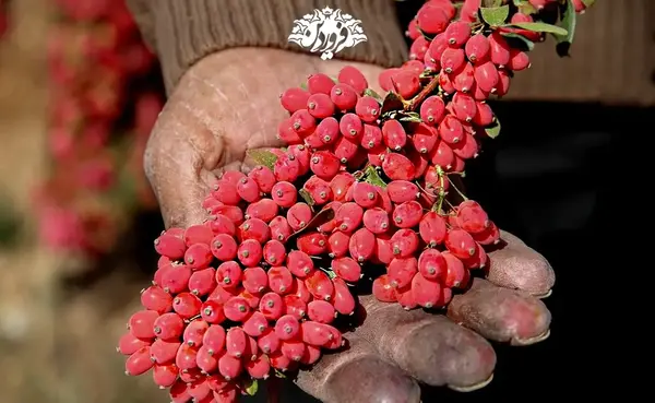 عکس آب زرشک کوهی