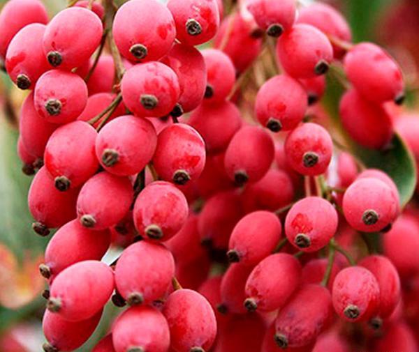 عکس زرشک پفکی اعلا