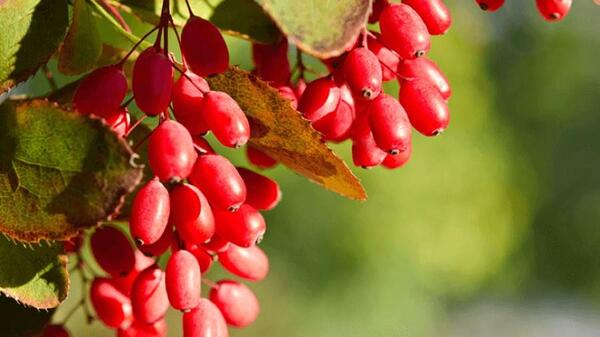 عکس از درخت زرشک