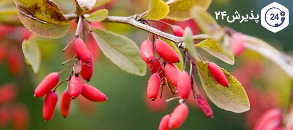 عکس از درخت زرشک
