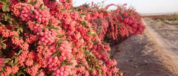 عکس از درخت زرشک
