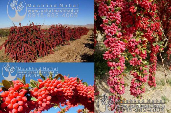 عکس از درخت زرشک