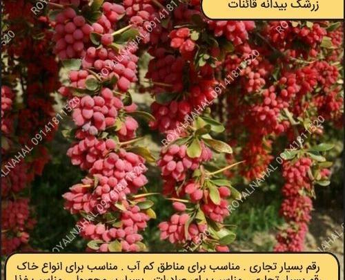 عکس از درخت زرشک