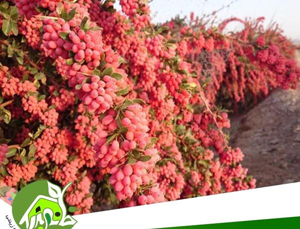 عکس از درخت زرشک