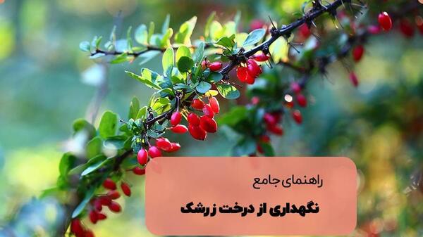 عکس از درخت زرشک