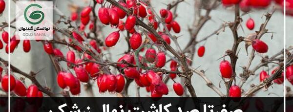عکس از درخت زرشک