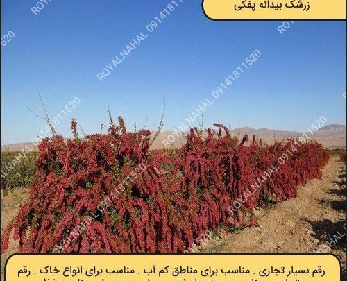 عکس از درخت زرشک