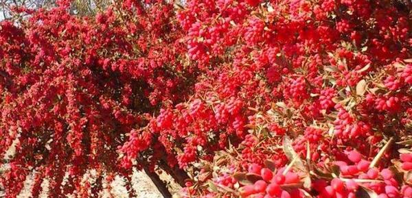 عکس زرشک تازه در مشهد