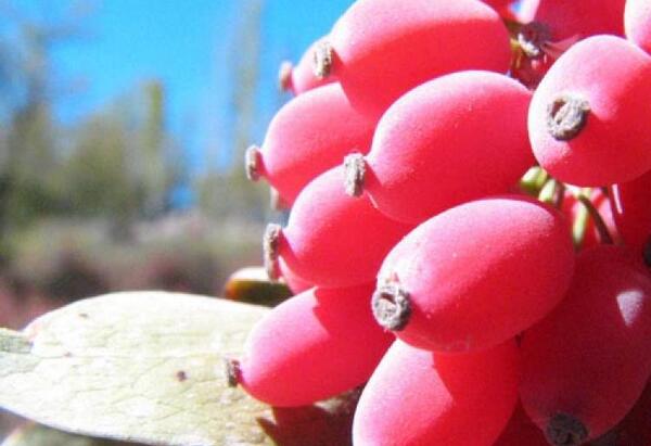 عکس گل زرشک کوهی