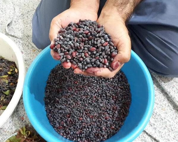 عکس گل زرشک کوهی