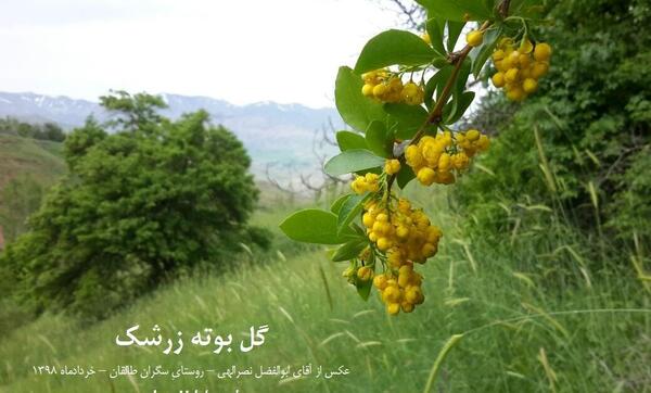 عکس گل زرشک کوهی