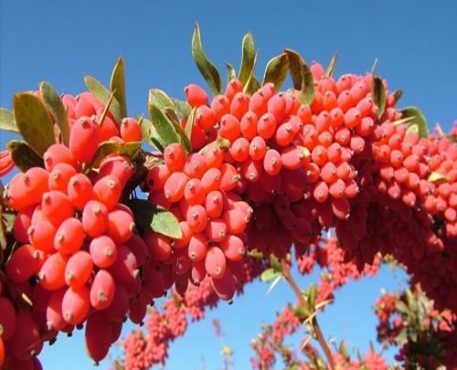 عکس گل زرشک کوهی