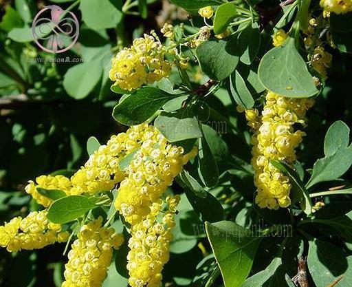 عکس گل زرشک کوهی
