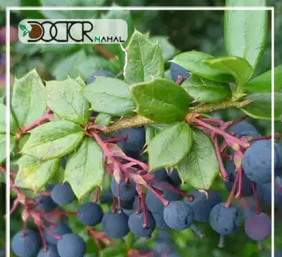 عکس گل زرشک کوهی