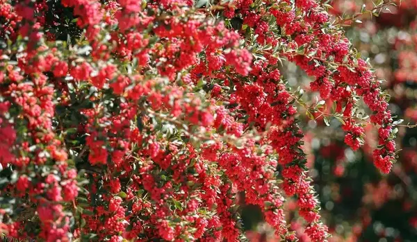 عکس گل زرشک کوهی
