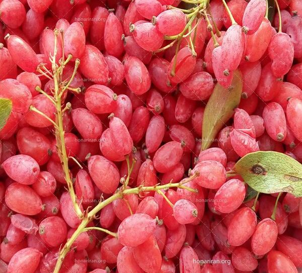 عکس گل زرشک کوهی