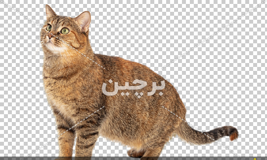 عکس زیبای گربه
