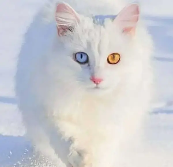 عکس زیبای گربه