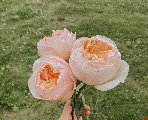 عکس زیباترین گل جهان برای پروفایل