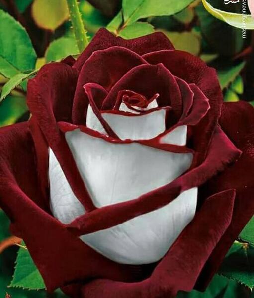 عکس زیباترین گل جهان برای پروفایل