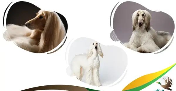 عکس زیباترین سگ در دنیا
