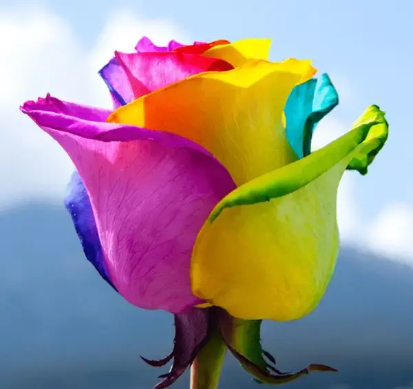 عکس رنگین کمان هفت رنگ واقعی