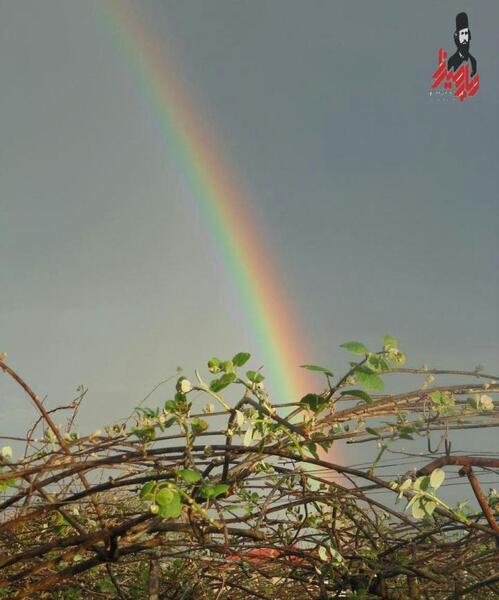 عکس رنگین کمان در باران