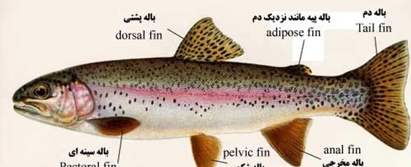 عکس ماهی قزل آلا رنگین کمان