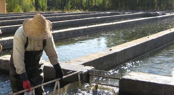عکس ماهی قزل آلای رنگین کمان