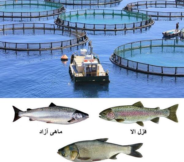 عکس ماهی قزل آلای رنگین کمان