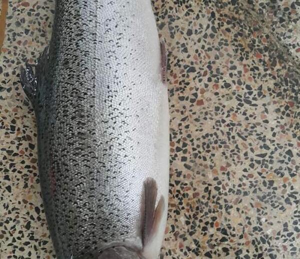 عکس ماهی قزل آلای رنگین کمان