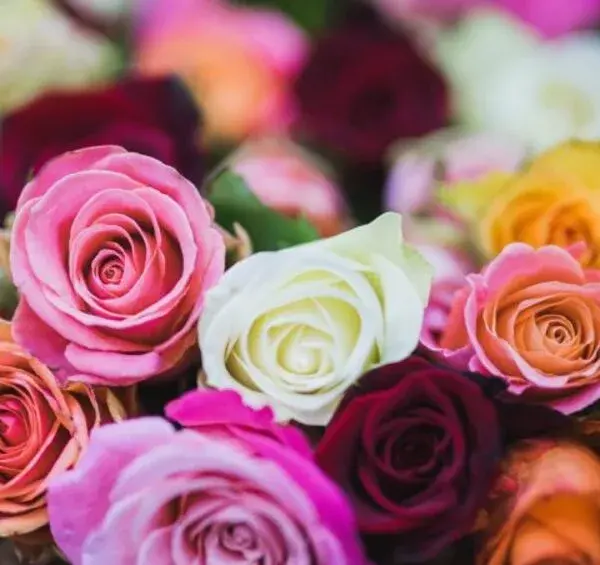 عکس گل رنگین کمانی برای پروفایل