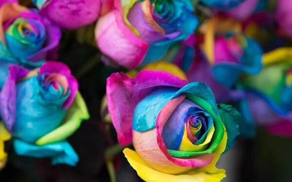 عکس گل رنگین کمانی برای پروفایل