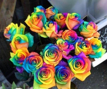 عکس گل رنگین کمانی برای پروفایل