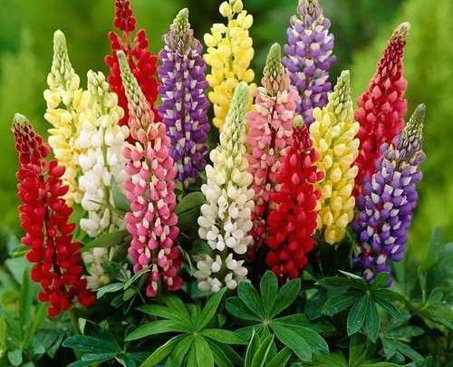 عکس گل رنگین کمانی برای پروفایل