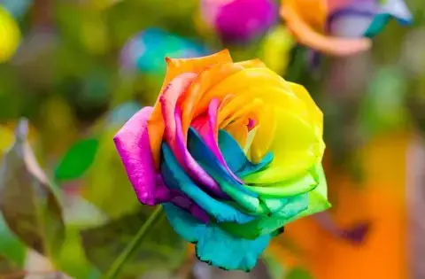 عکس گل و رنگین کمان