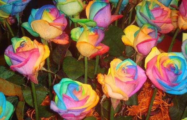 عکس گل های رنگین کمانی