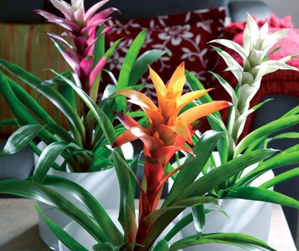 عکس گل های رنگین کمانی