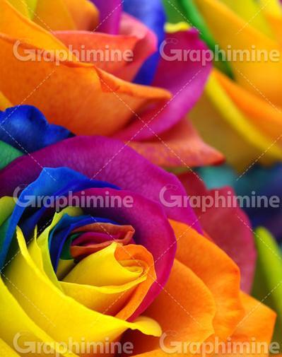عکس گل های رنگین کمانی