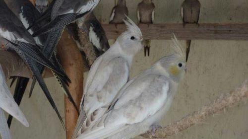 عکس عروس هلندی رنگین کمان