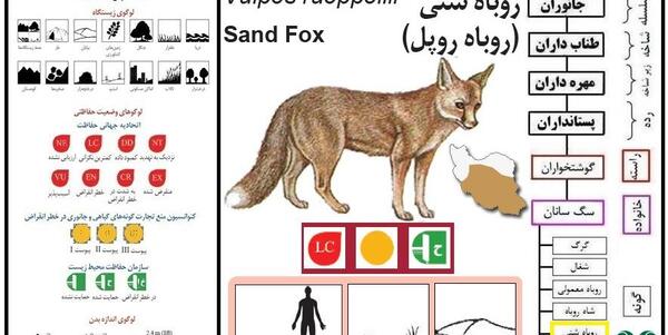 عکس های روباه شنی