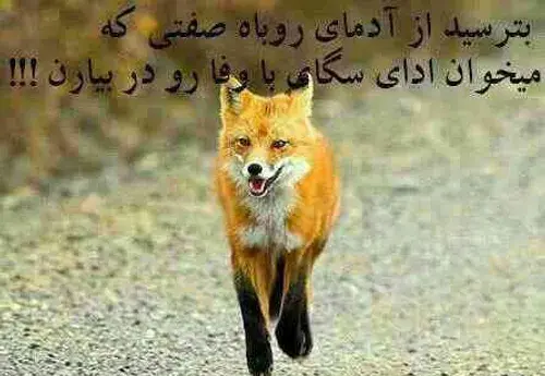 عکس های روباه مکار