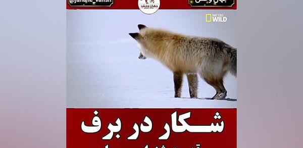 عکس روباه هاپو