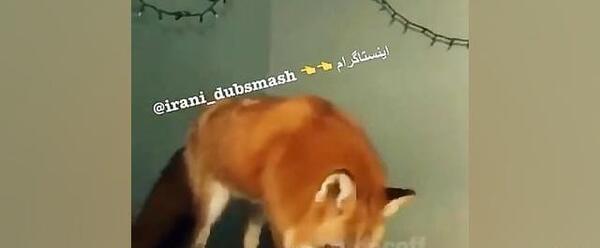 عکس روباه هاپو