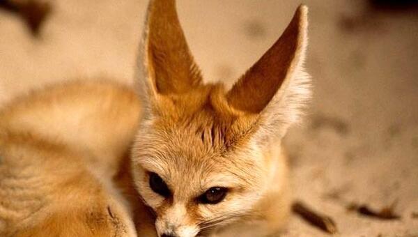 عکس روباه های واقعی