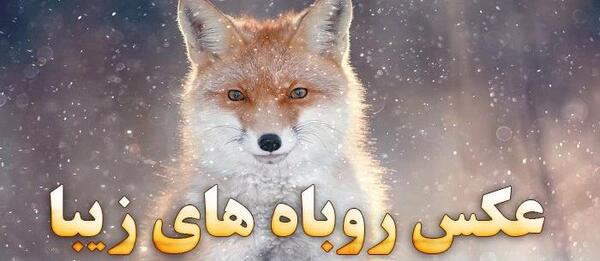 عکس روباه های واقعی