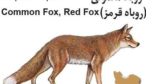 عکس واقعی گرگ و روباه