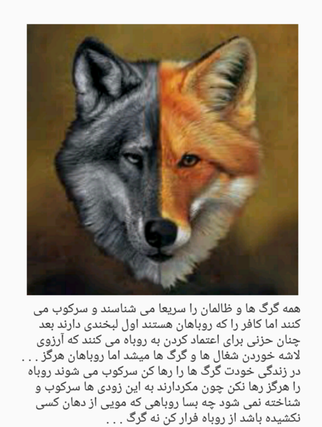 عکس های روباه و گرگ