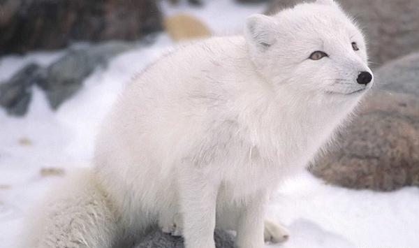 عکس روباه قطبی در توندرا